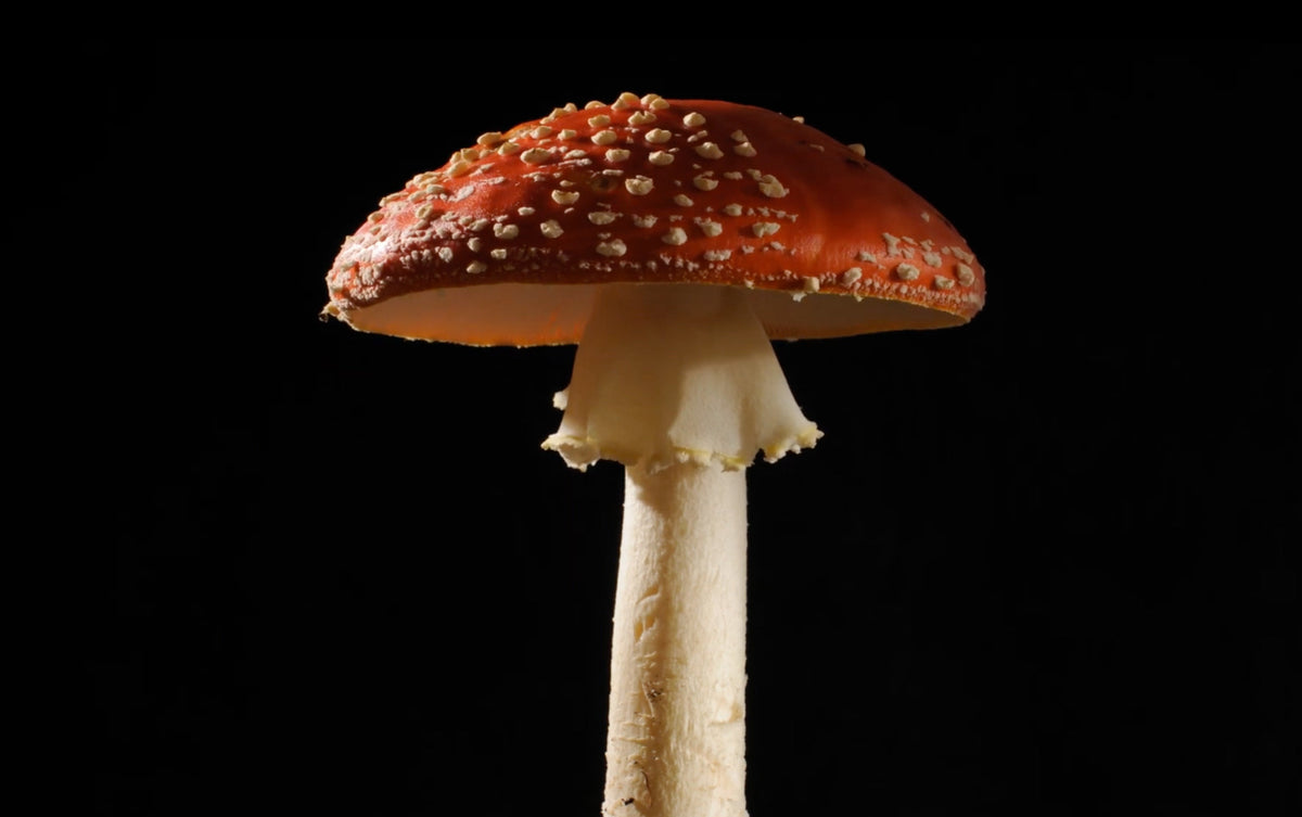 Fly Agaric (Amanita Muscaria) Quintessence
