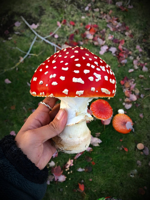 Fly Agaric (Amanita Muscaria) Quintessence