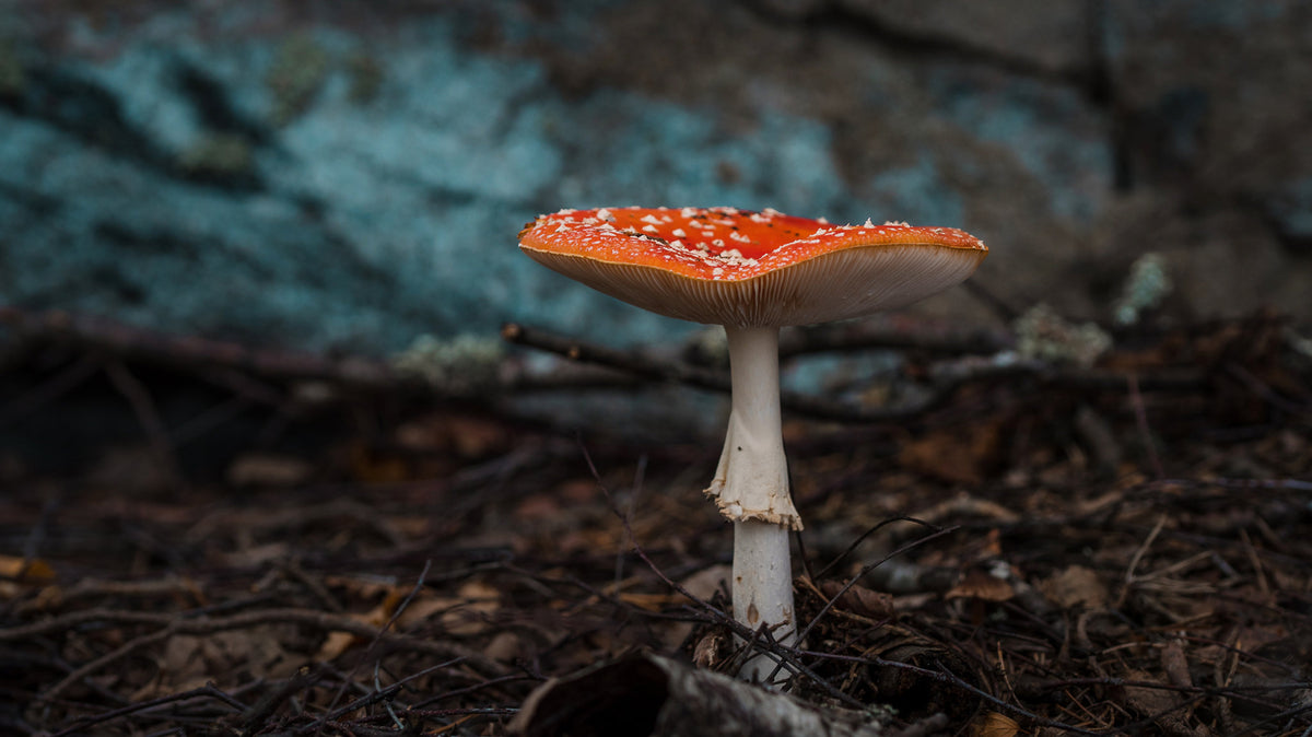 Fly Agaric (Amanita Muscaria) Quintessence