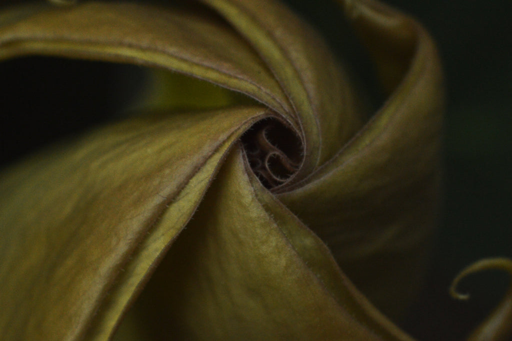 Datura Spagyric Essence