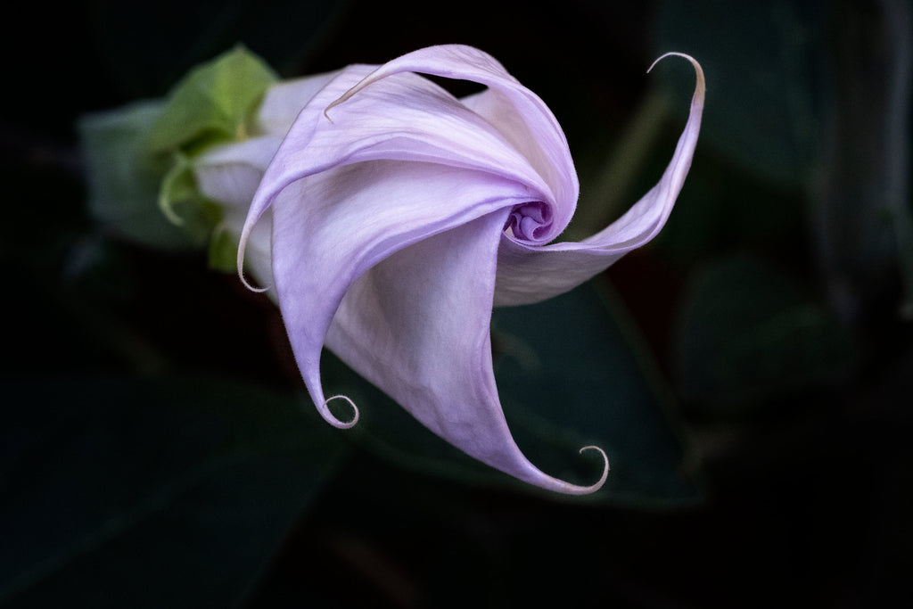 Datura Spagyric Essence