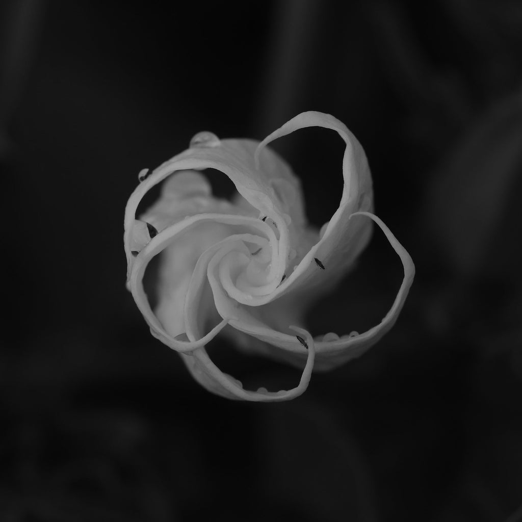 Datura Spagyric Essence