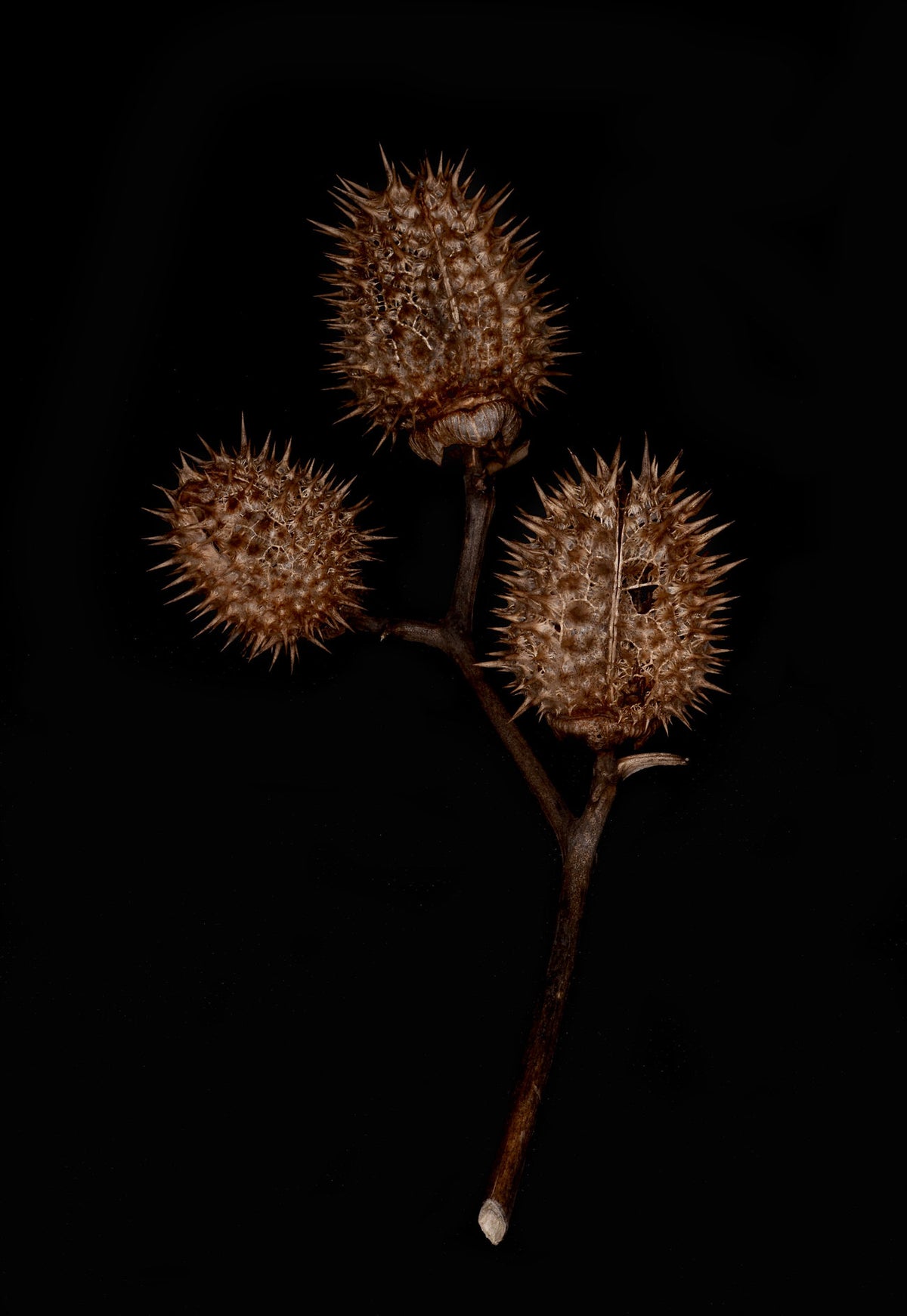 Datura Spagyric Essence