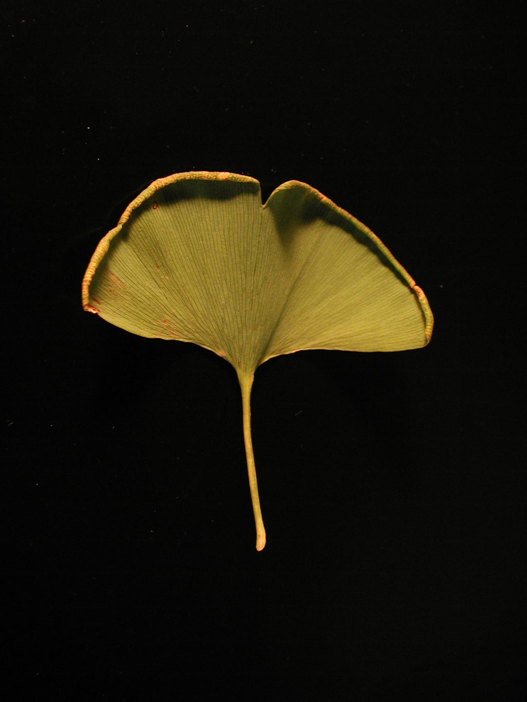 Ginkgo Biloba Quintessence