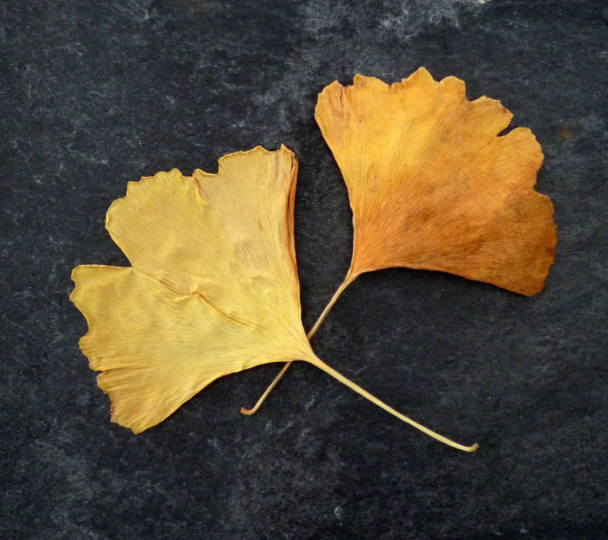 Ginkgo Biloba Quintessence