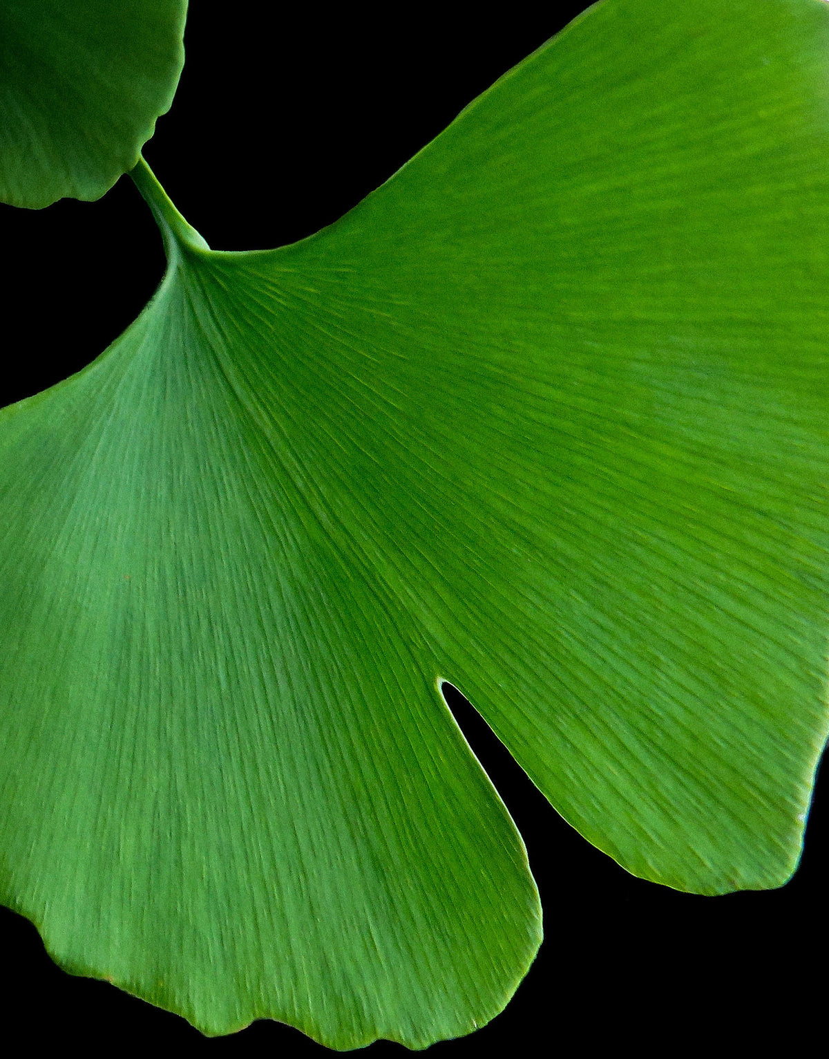 Ginkgo Biloba Quintessence