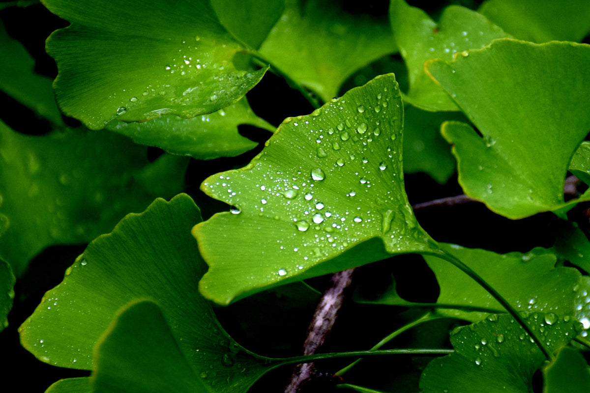 Ginkgo Biloba Quintessence