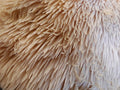 Lion's Mane Spagyric