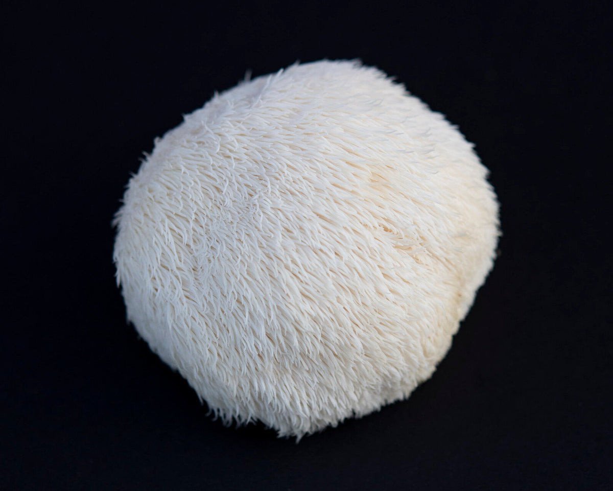 Lion's Mane Spagyric