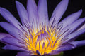 Elixir of Lotus