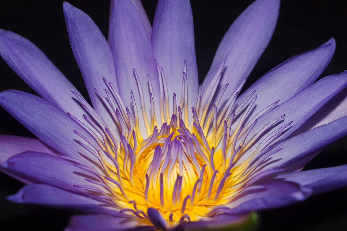 Elixir of Lotus
