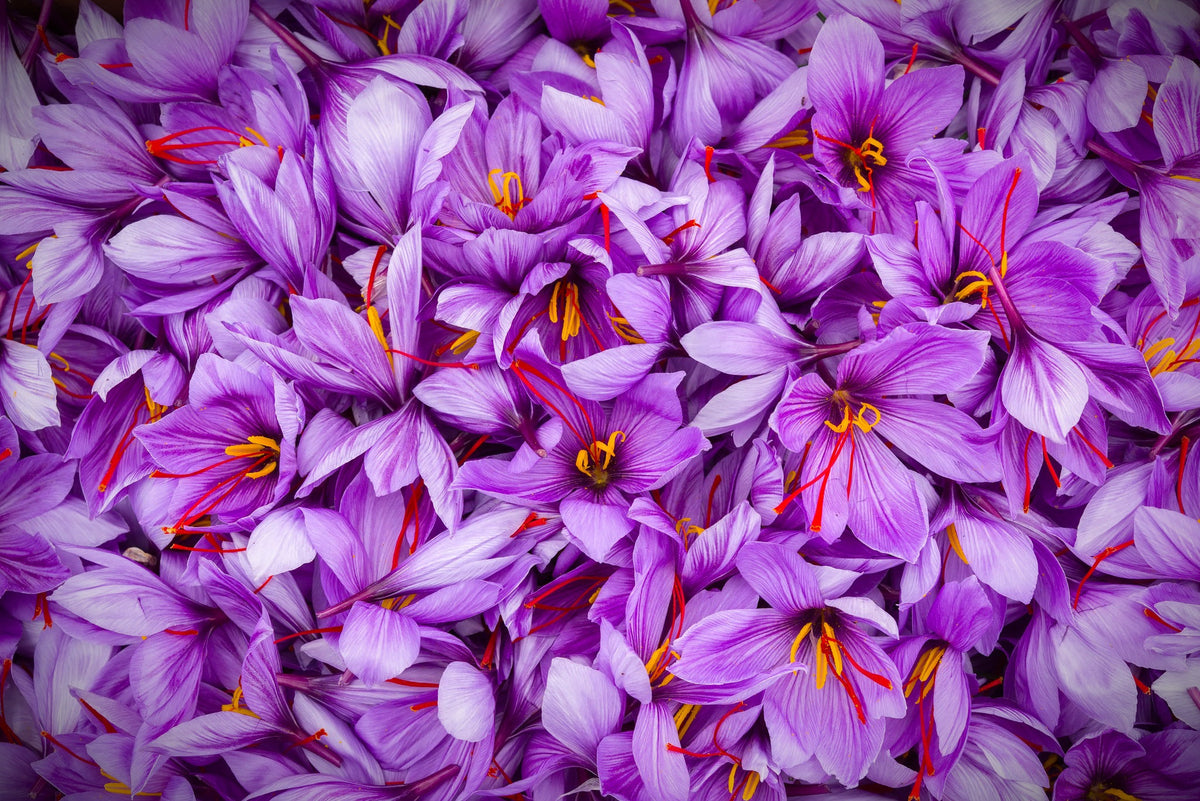 Elixir of Saffron