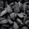 Black Seed Quintessence