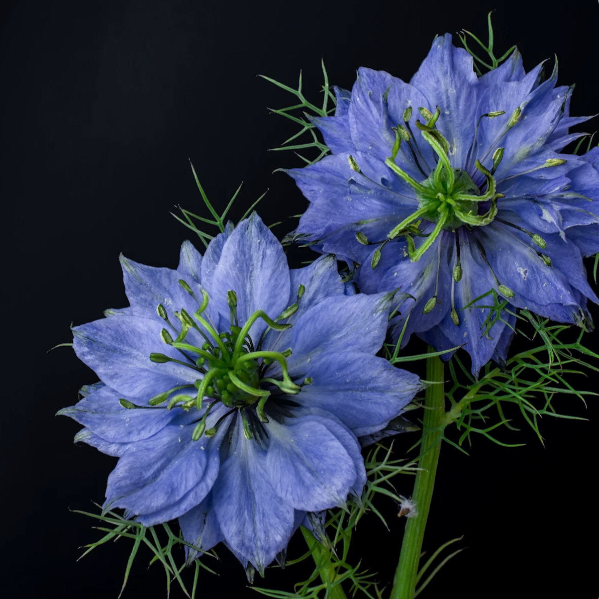 Black Seed Quintessence