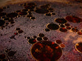 Turmeric Spagyric Glycerosome
