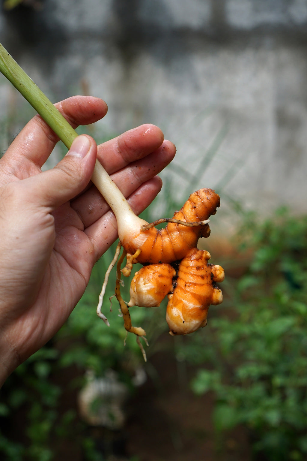 Turmeric Spagyric Glycerosome